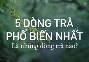 5-dong-tra-pho-bien-nhat