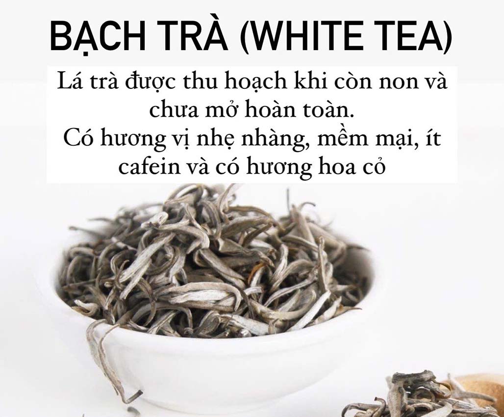 bach-tra-white-tea